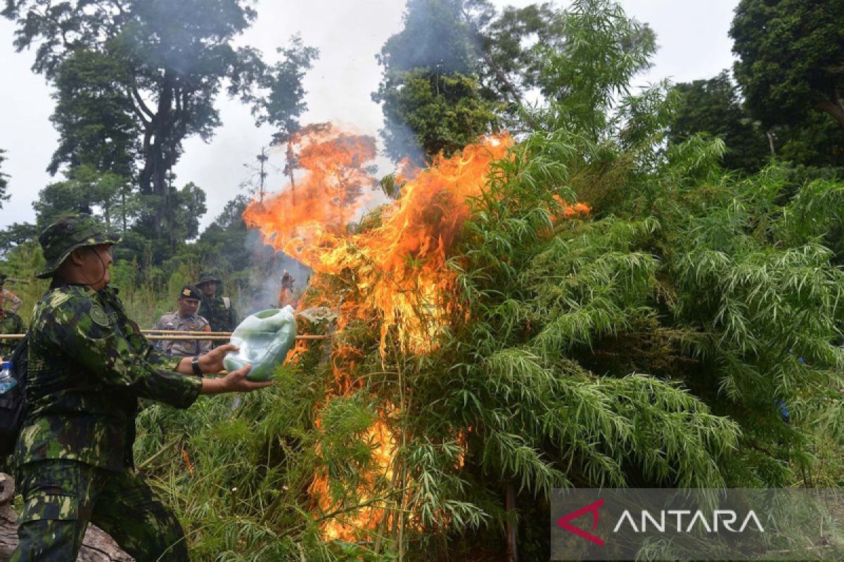 Tim gabungan musnahkan ladang ganja seluas tiga hektare di Aceh Utara