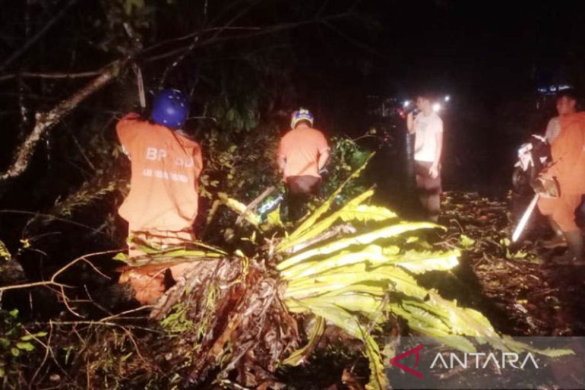 Sejumlah pohon tumbang di Padang Pariaman akibat cuaca ekstrem beberapa hari berturut-turut