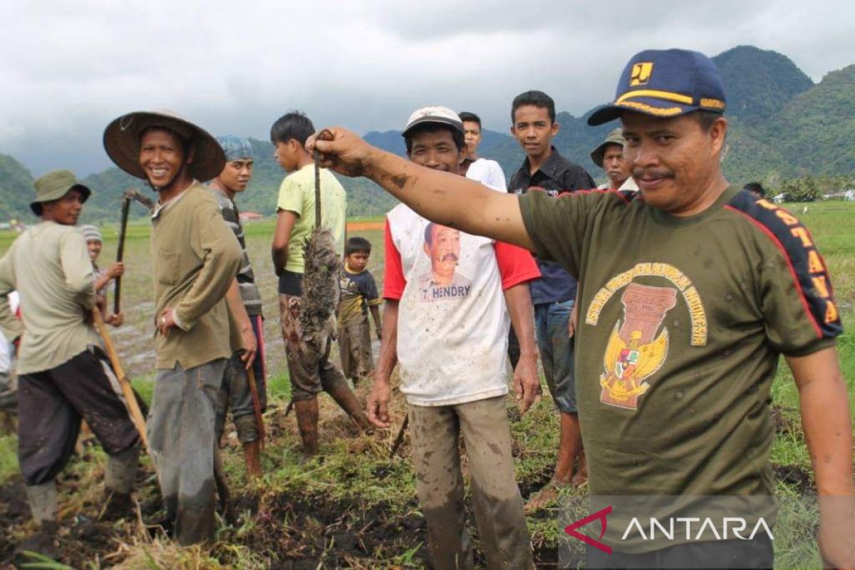 Hama Tikus mewabah di Agam, Warga lakukan aksi "Buru Mancik"