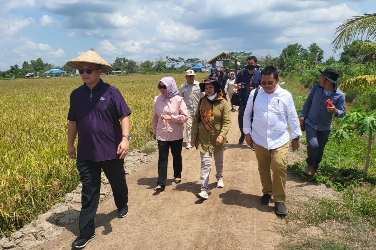 Rektor IPB: Food Estate perlu pendekatan saintifik kuat dan obyektif