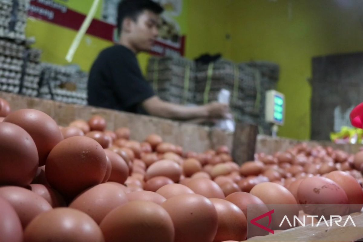 Harga telur ayam di Pasar Kramat Jati tembus Rp31 ribu per kilogram