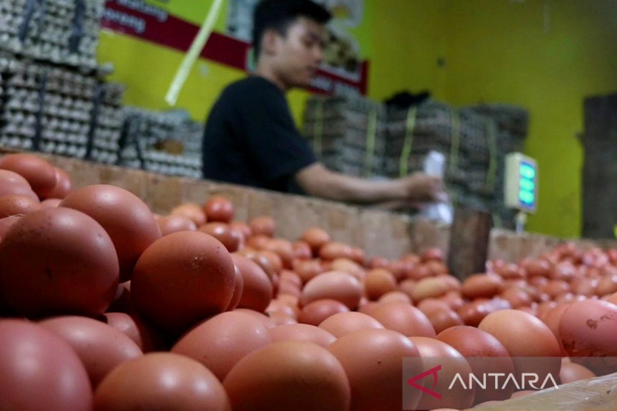 Harga telur ayam di Pasar Kramat Jati kembali naik tembus Rp31 ribu