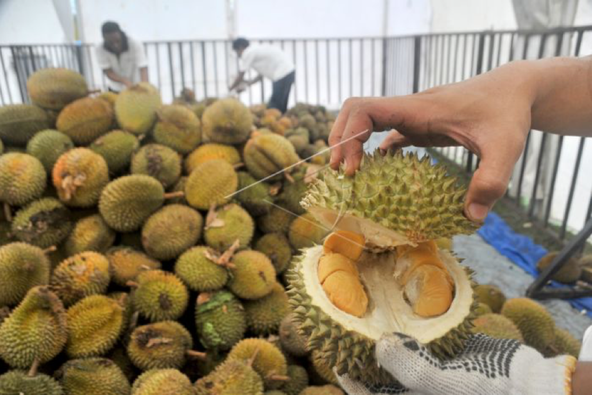 Badui alami panen raya durian