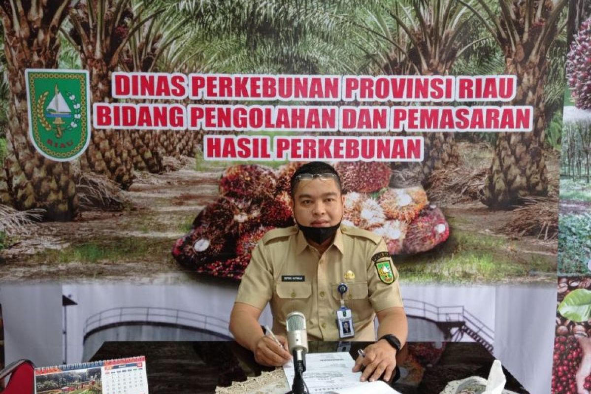 Harga sawit di Riau naik akibat ringgit Malaysia turun 0,2 persen