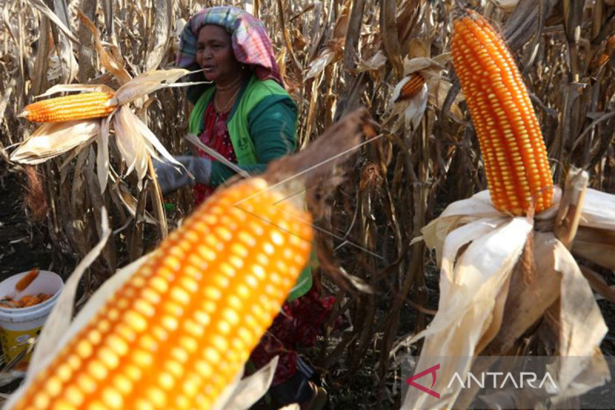 Aceh Besar targetkan penanaman jagung 2.500 ha pada 2023