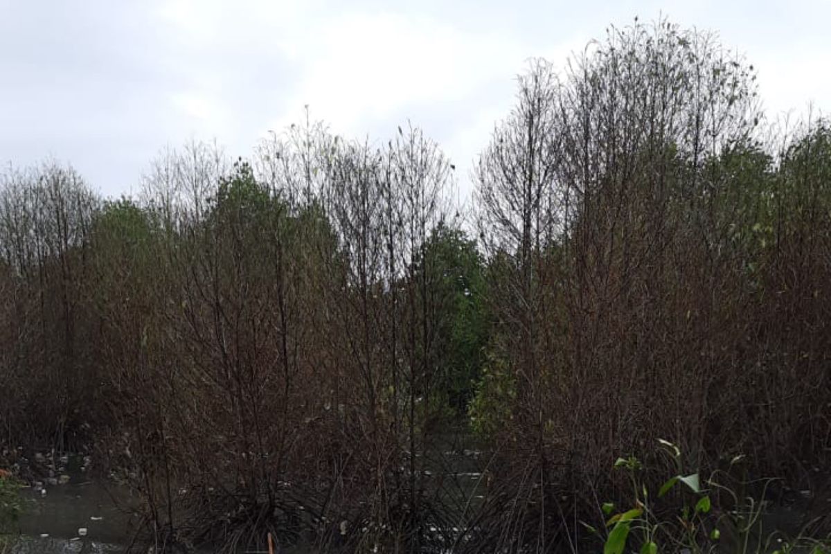 Komunitas MCC minta pemerintah tangani mangrove mati di Teluk Ambon