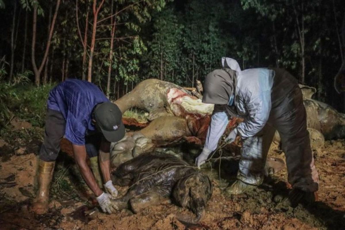 Gajah bunting di Bengkalis mati karena racun