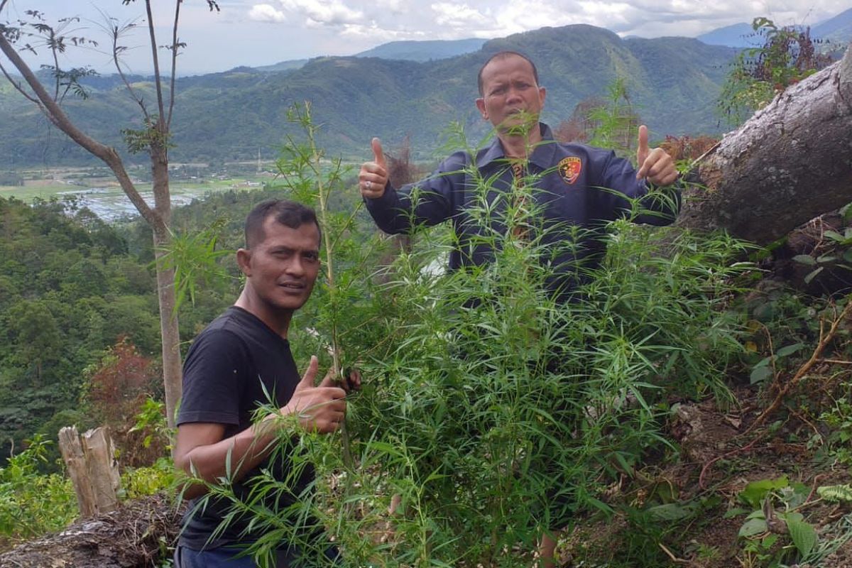 Tiga lokasi lahan ganja di Pidie dimusnahkan