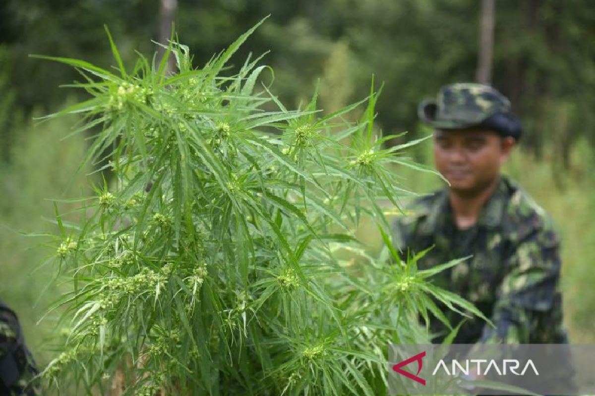 Komisi V DPRA bakal buat qanun legalisasi ganja medis