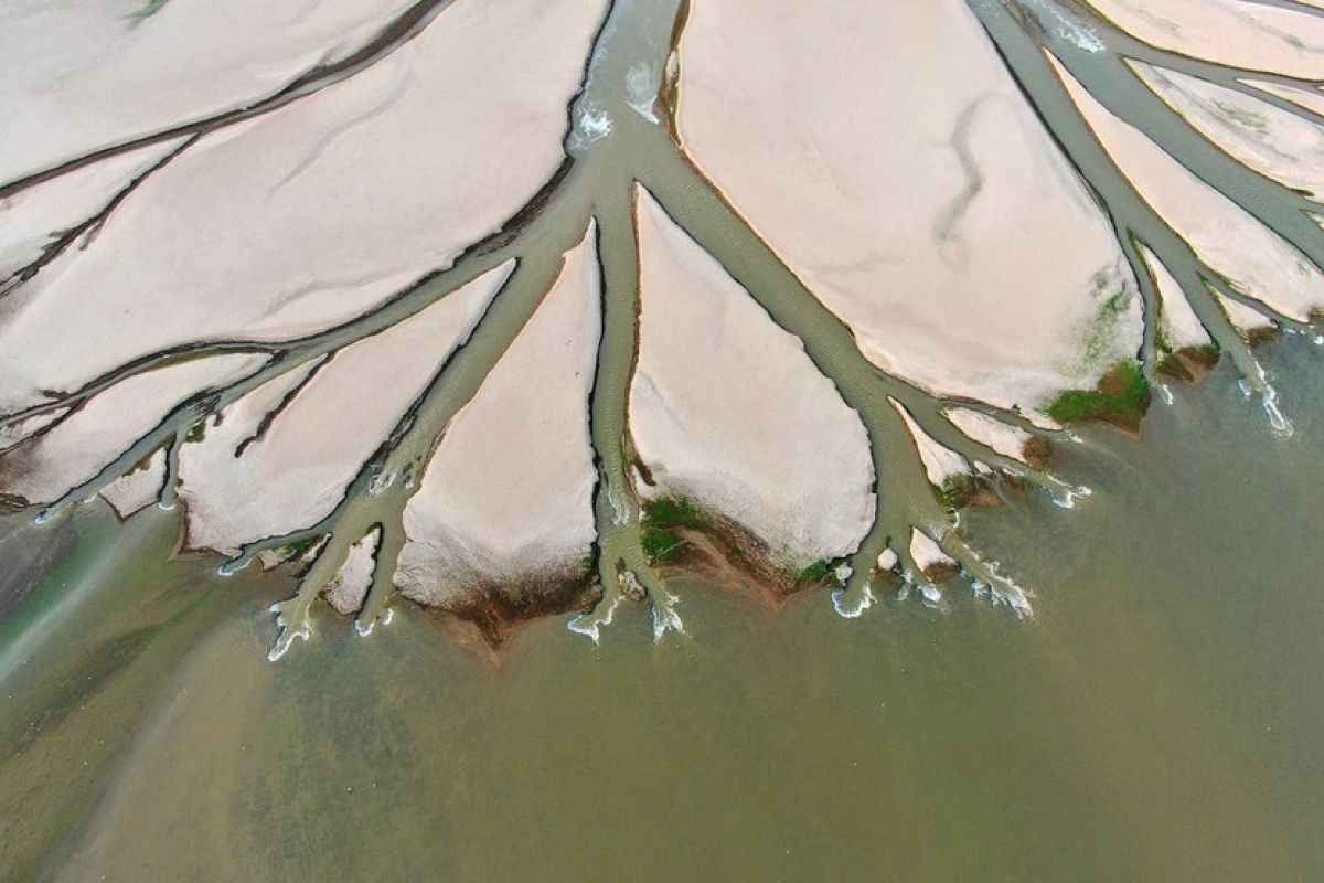 Dataran pasang surut di Danau Poyang China suguhkan lanskap pohon