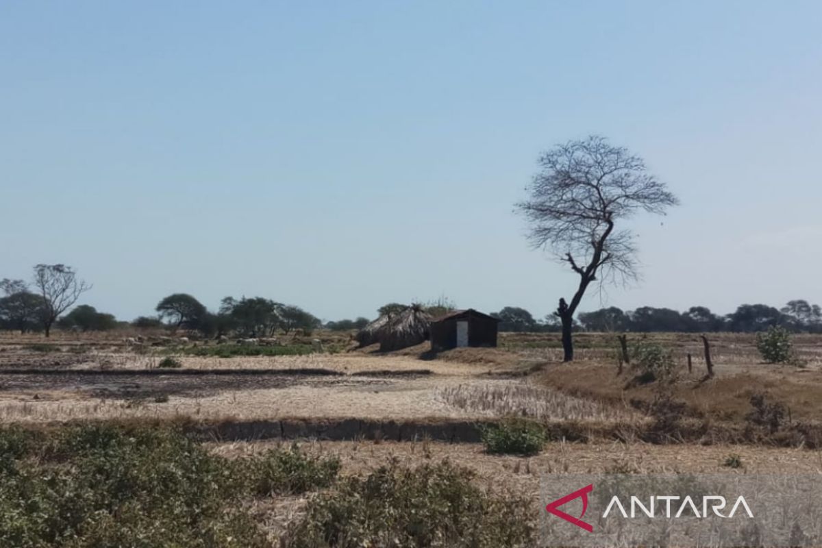 Waspadai ancaman bencana kekeringan di enam wilayah NTT