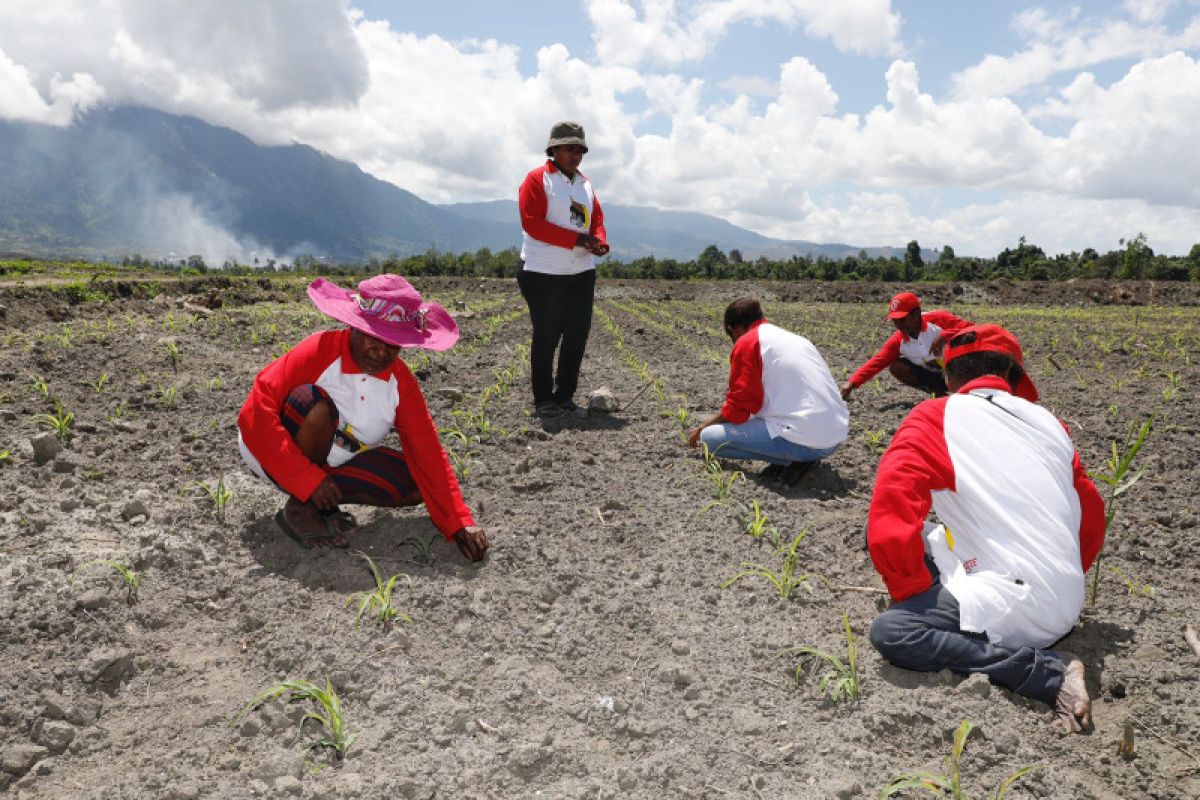 BIN dan Papua Muda Inspiratif membina petani di Papua