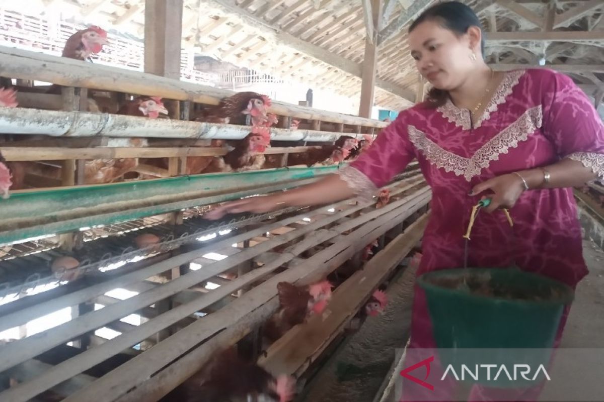 Pemkab Batang: Kenaikan harga telur ayam dipicu pergantian musim