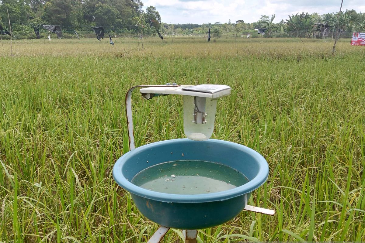 Belitung dorong petani sawah kurangi penggunaan pestisida