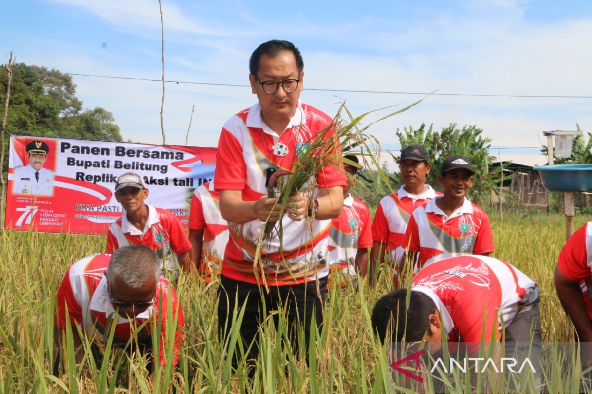 Pemkab Belitung kerahkan kemampuan untuk wujudkan swasembada beras