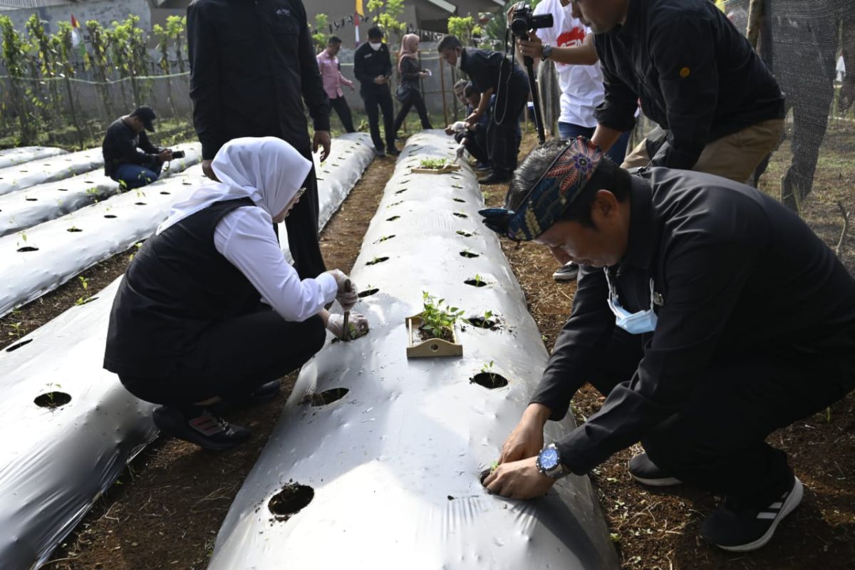 Bupati Purwakarta ajak masyarakat tanam holtikultura di pekarangan rumah