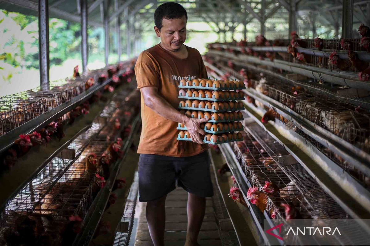Harga telur ras di Kota Bogor naik capai 14 persen jadi Rp32.000