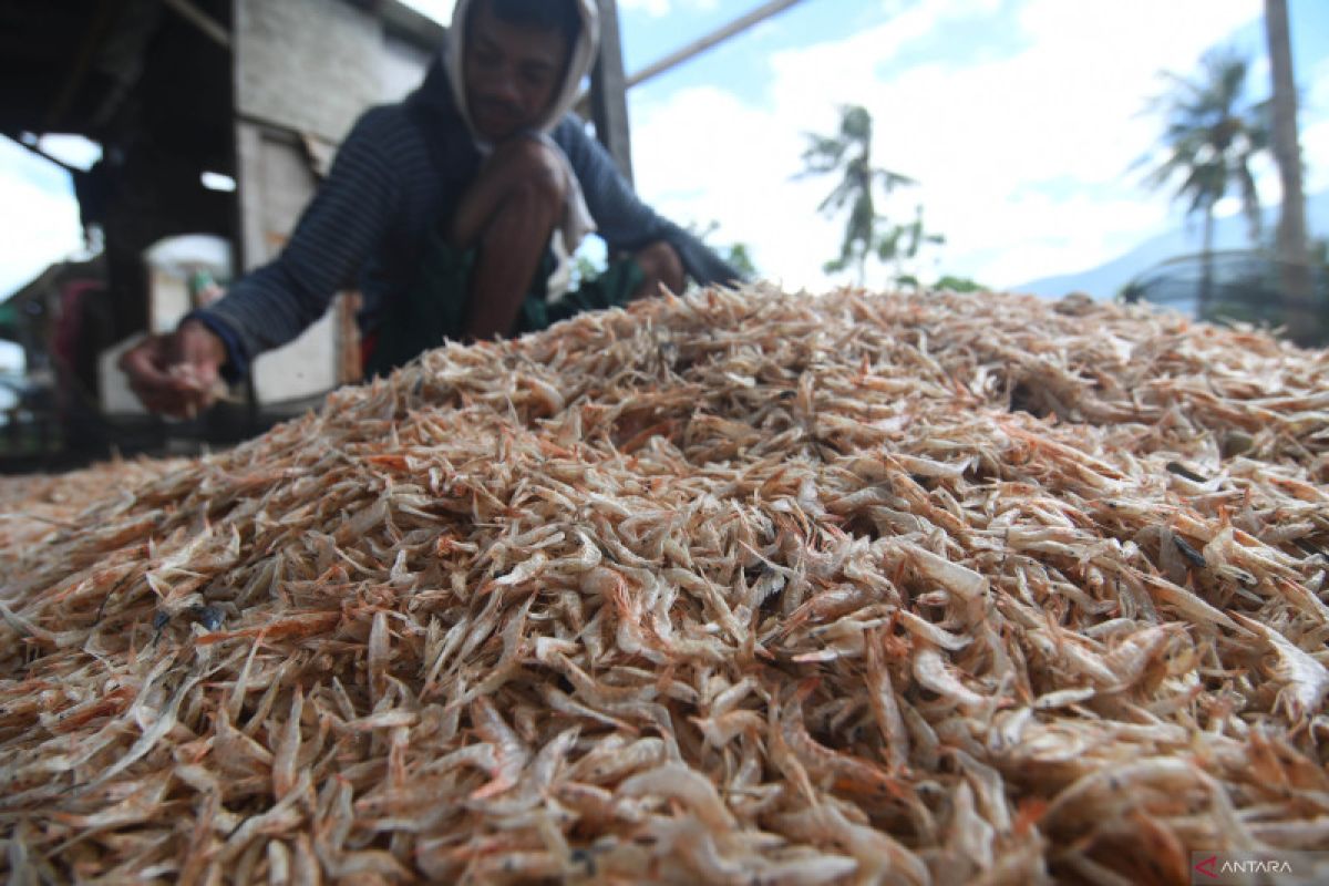 Konsumsi udang rebon bagus untuk kesehatan