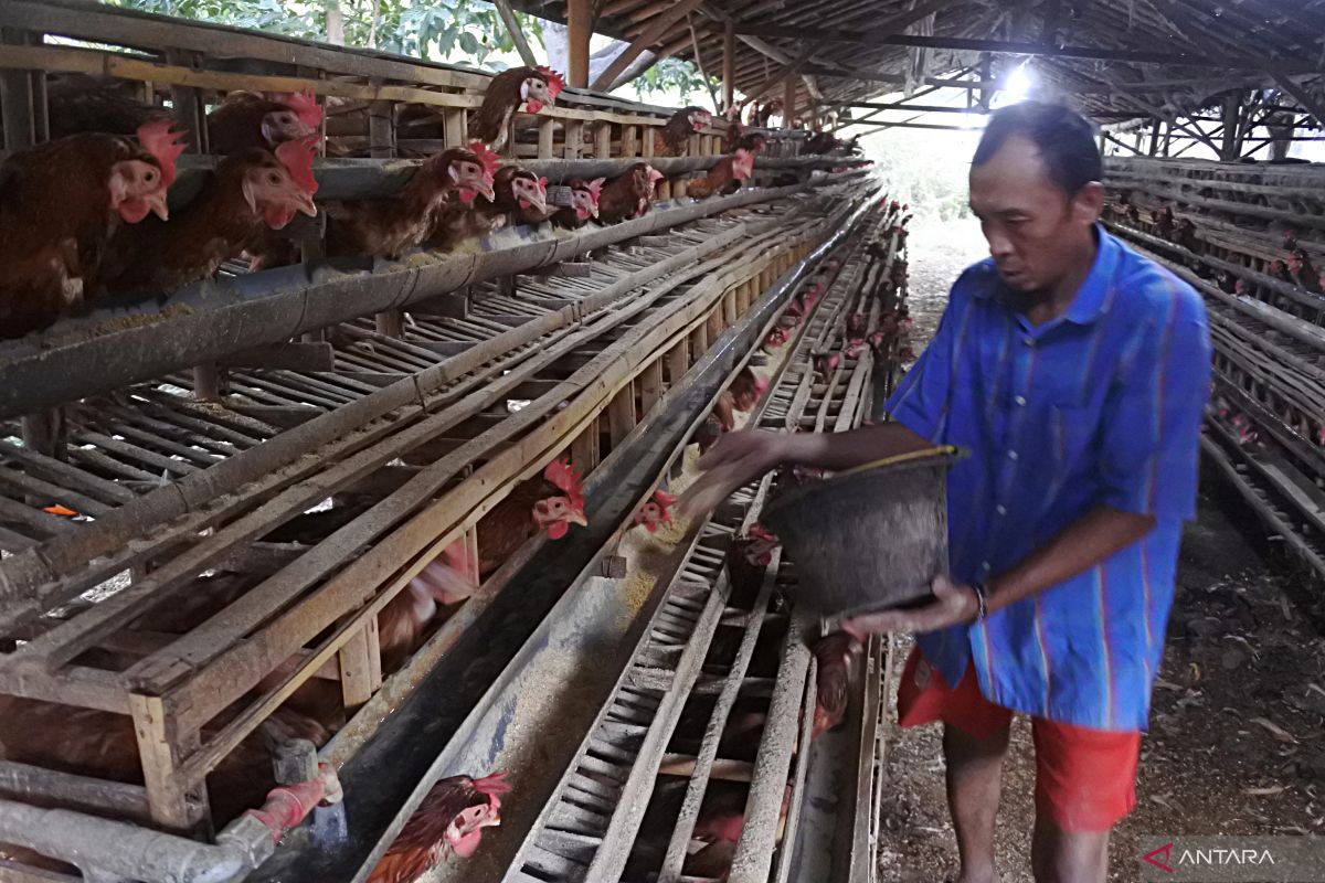 NFA beli ayam hidup dari peternak agar harga stabil