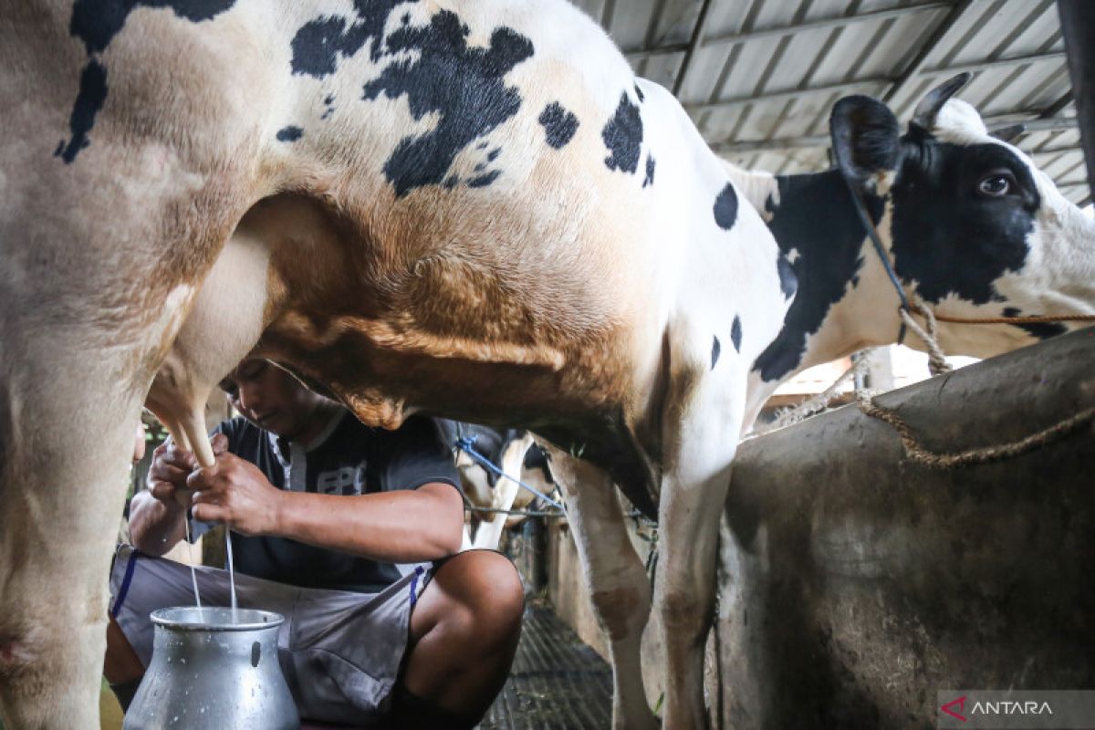Government aiming to meet 24 percent of milk demand