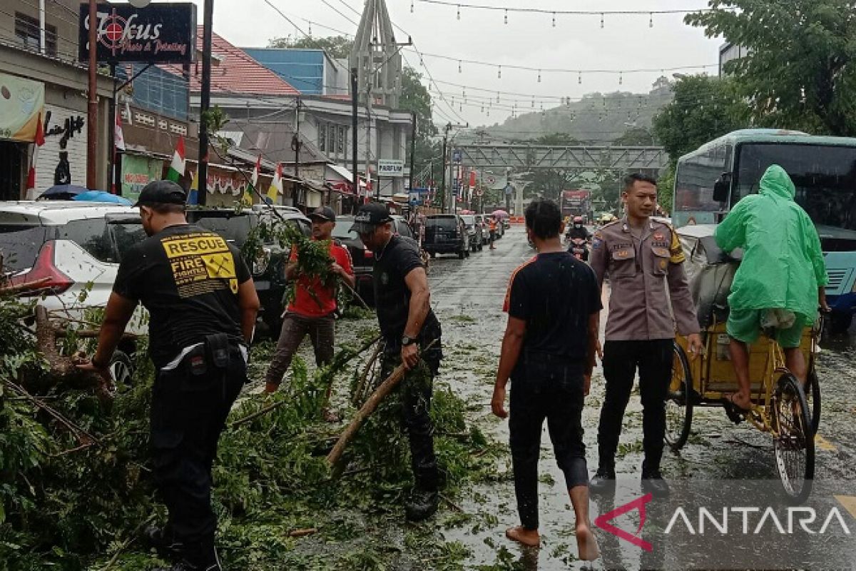 Polresta Ambon ingatkan pengendara waspadai ancaman pohon tumbang