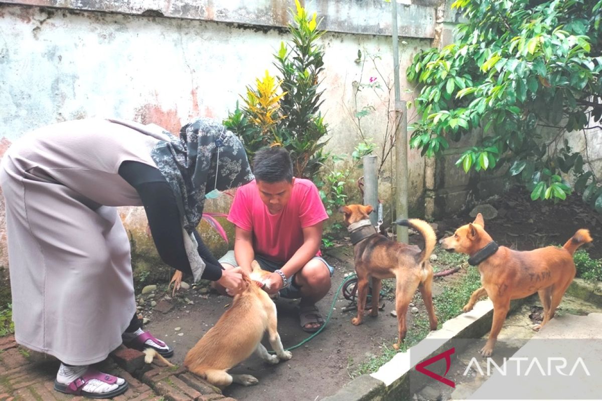 Dinkes: Tujuh warga digigit anjing liar ditangani medis