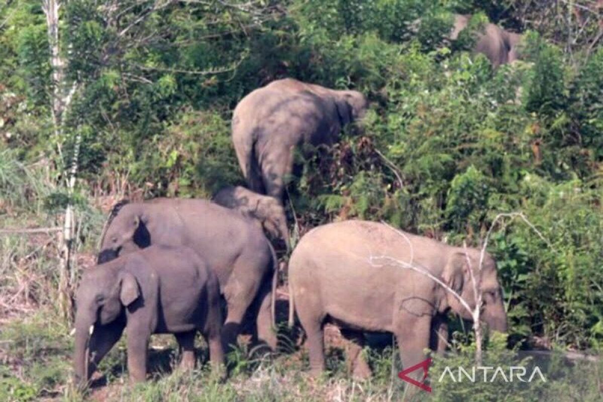 Kawanan gajah liar ubrak-abrik lahan peremajaan sawit