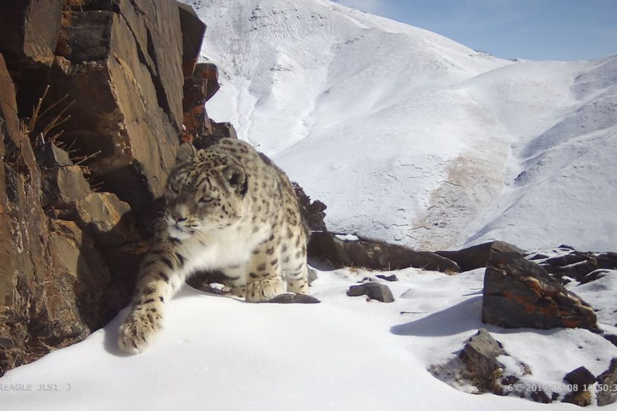 Populasi macan tutul salju di Qinghai China diperkirakan 1.200 ekor