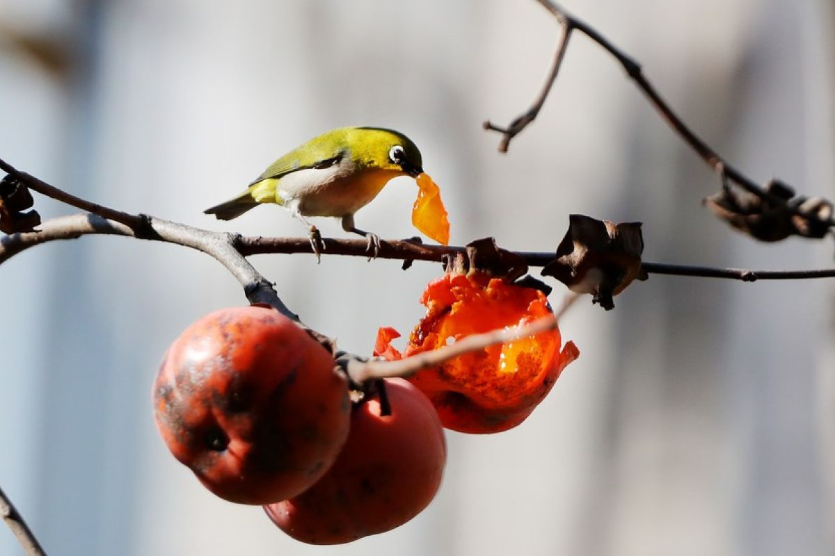 Studi fosil temukan bukti burung purba pemakan buah