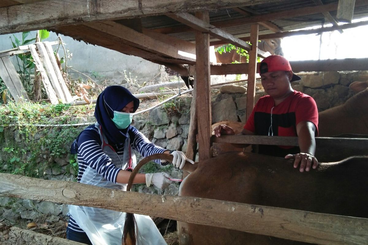 DPKH Sulsel mencatat 986 ekor ternak sembuh dari PMK