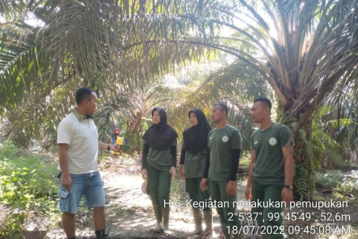 Mahasiswa Polbangtan Kementan aplikasi pupuk CIRP kelapa sawit