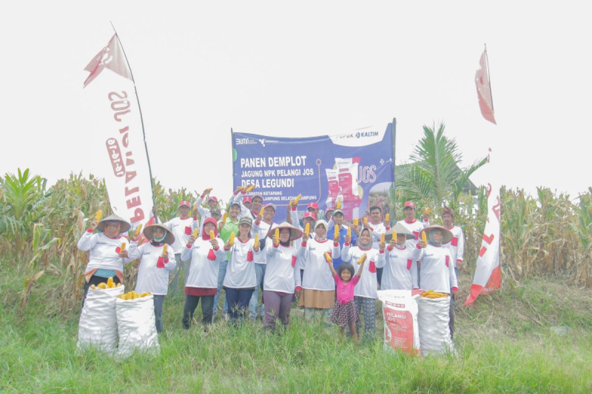 Buktikan kualitas NPK Pelangi JOS produktivitas jagung Lampung Selatan naik 41%