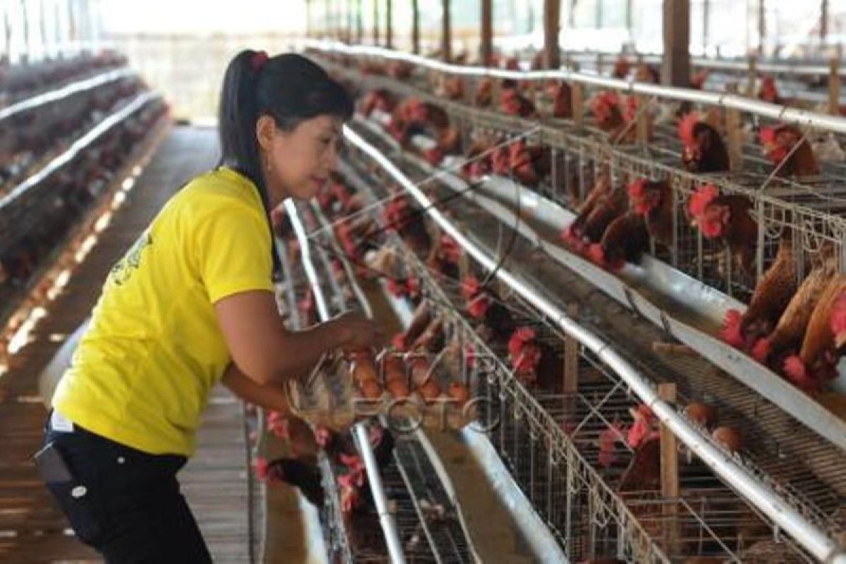 Penyebab Harga Telur Ayam Naik