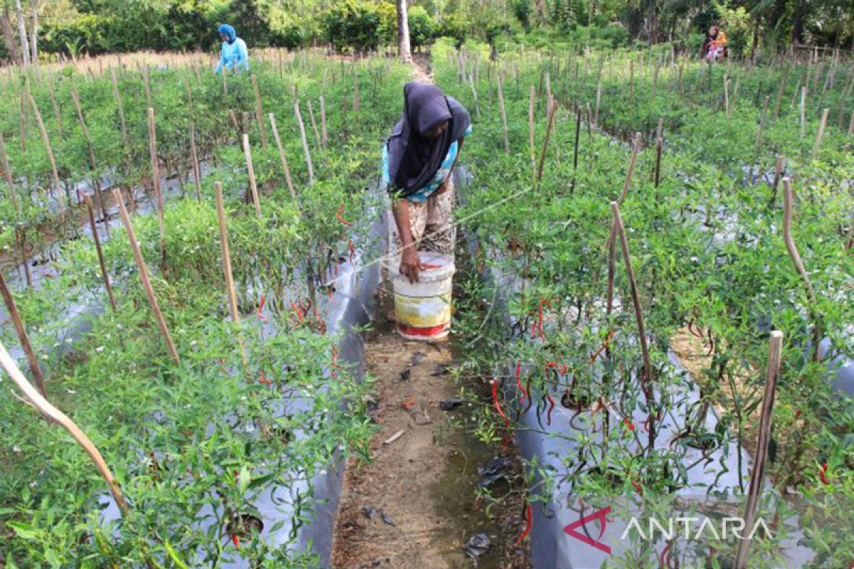 Ekonom: Lahan Aceh banyak kosong, perlu tingkatkan produksi pangan
