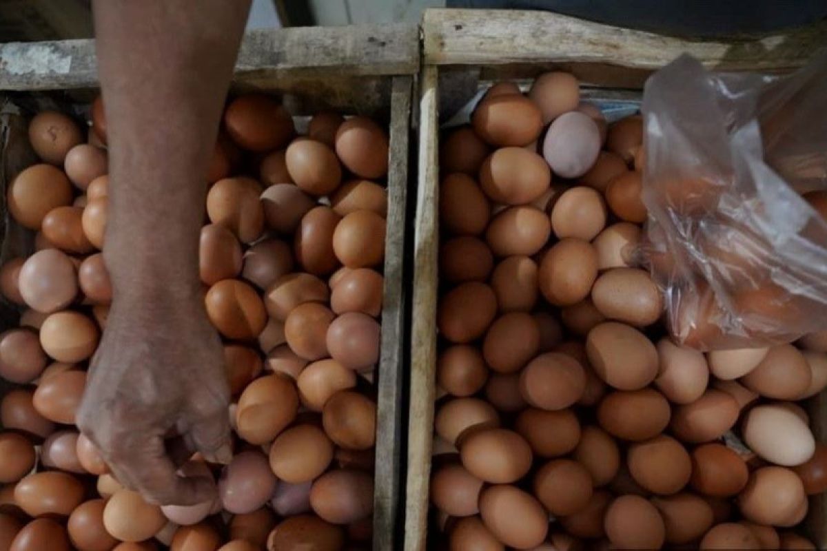 Pasar murah jadi solusi pemprov Bali ketika harga telur naik