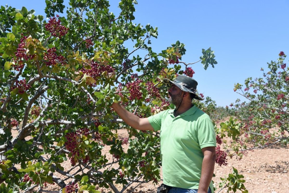 Produksi pistachio "emas merah" Suriah terkendala sanksi AS