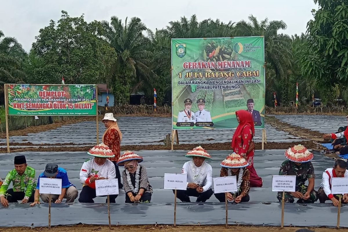 Tingkatkan ketahanan pangan, Bungo tanam satu juta batang cabai