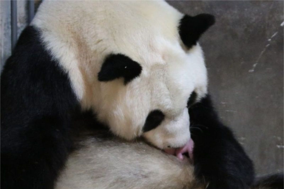 Seekor panda raksasa Qinqin melahirkan lagi bayi kembar di Shaanxi