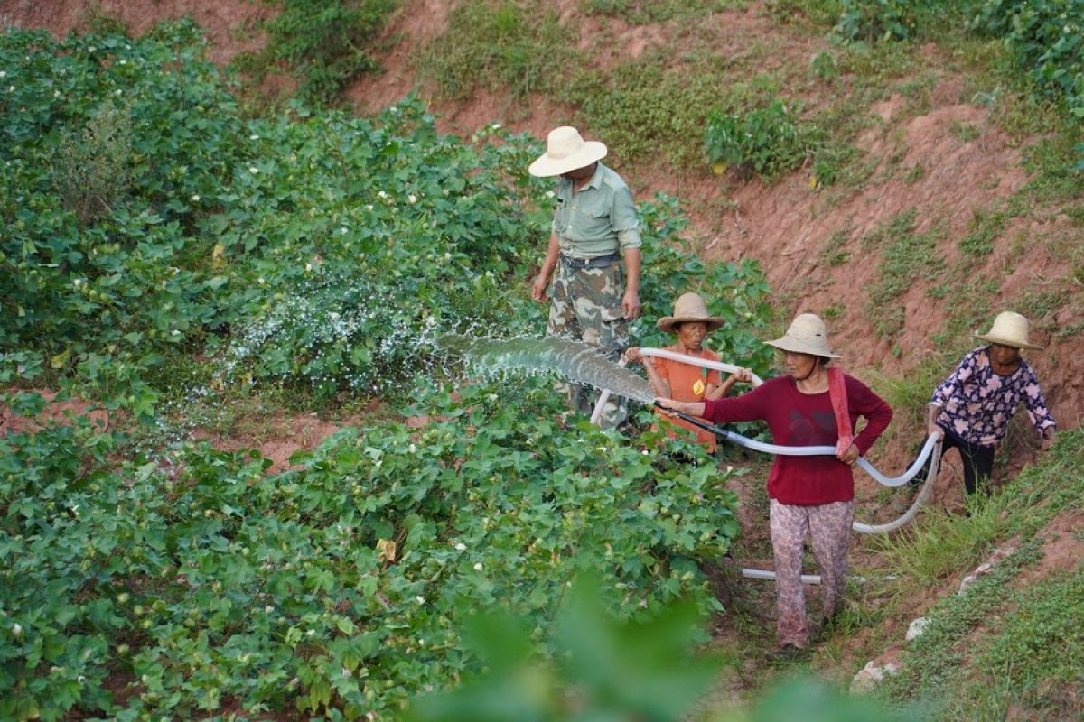 Irigasi bertingkat bantu pastikan produksi saat kekeringan di China