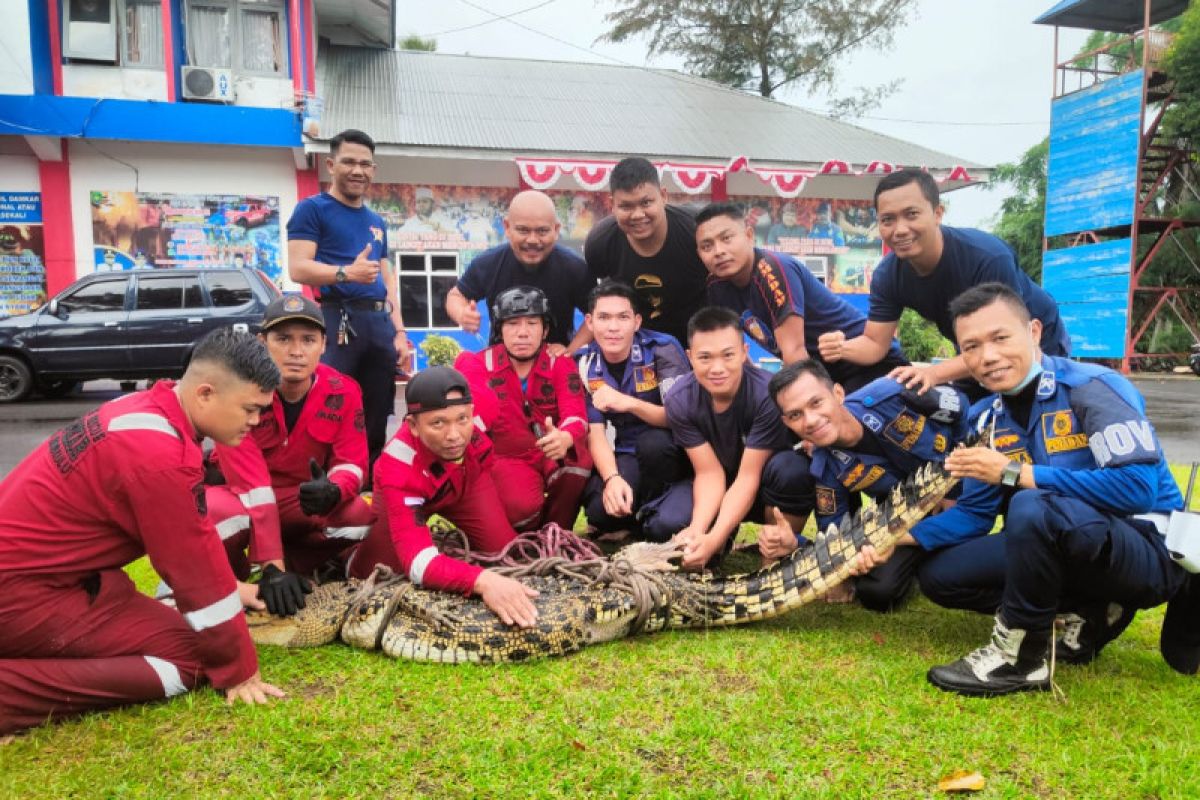 Damkar Bengkulu selamatkan buaya muara masuk ke keramba nelayan