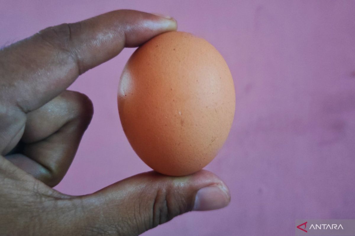 Telur ayam ras di Kalsel surplus tapi mahal