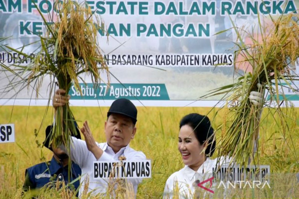 Program ekstensifikasi Kementan di Kapuas sukses hingga panen raya