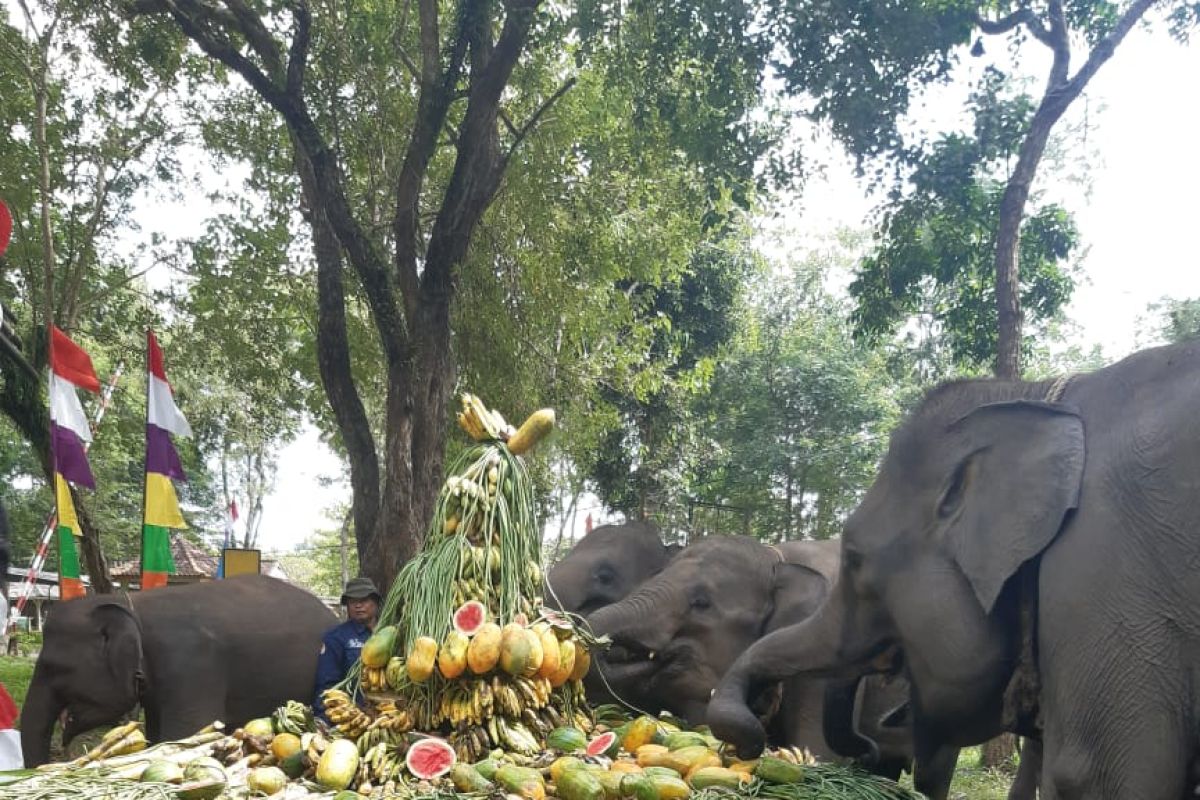 Gajah jinak Way Kambas makan banyak buah di perayaan HUT Pusat Latihan Gajah