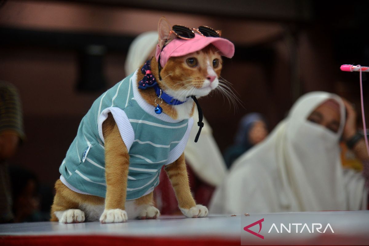 Lomba kucing peringatan hari kucing sedunia