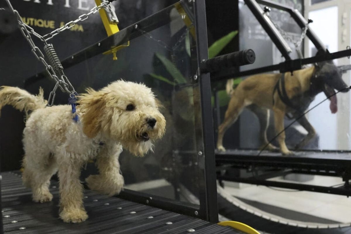 Terlindung dari panas, anjing di UEA olahraga di gym khusus