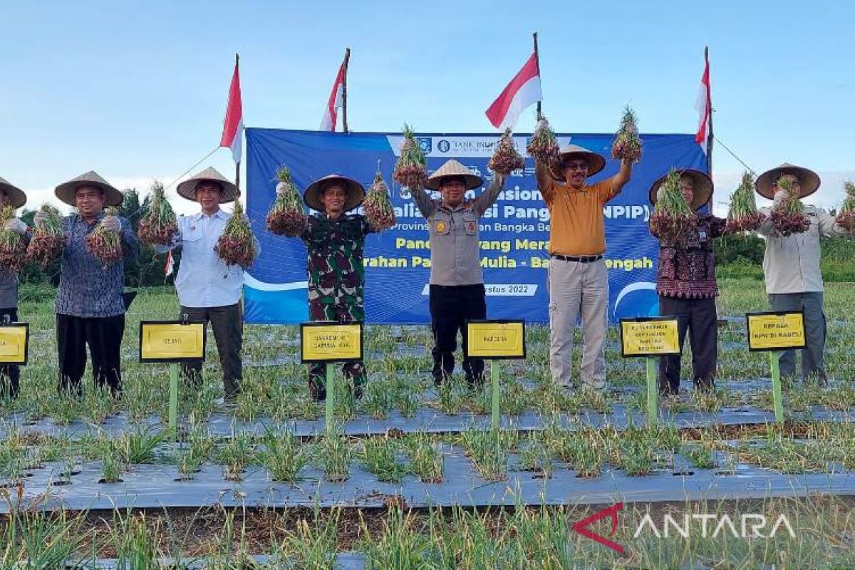 Pemprov Babel salurkan bantuan bibit bawang dan cabai merah seluas 20 hektare