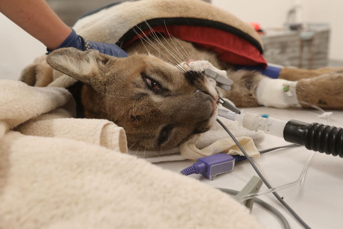 Singa gunung di California mati saat operasi