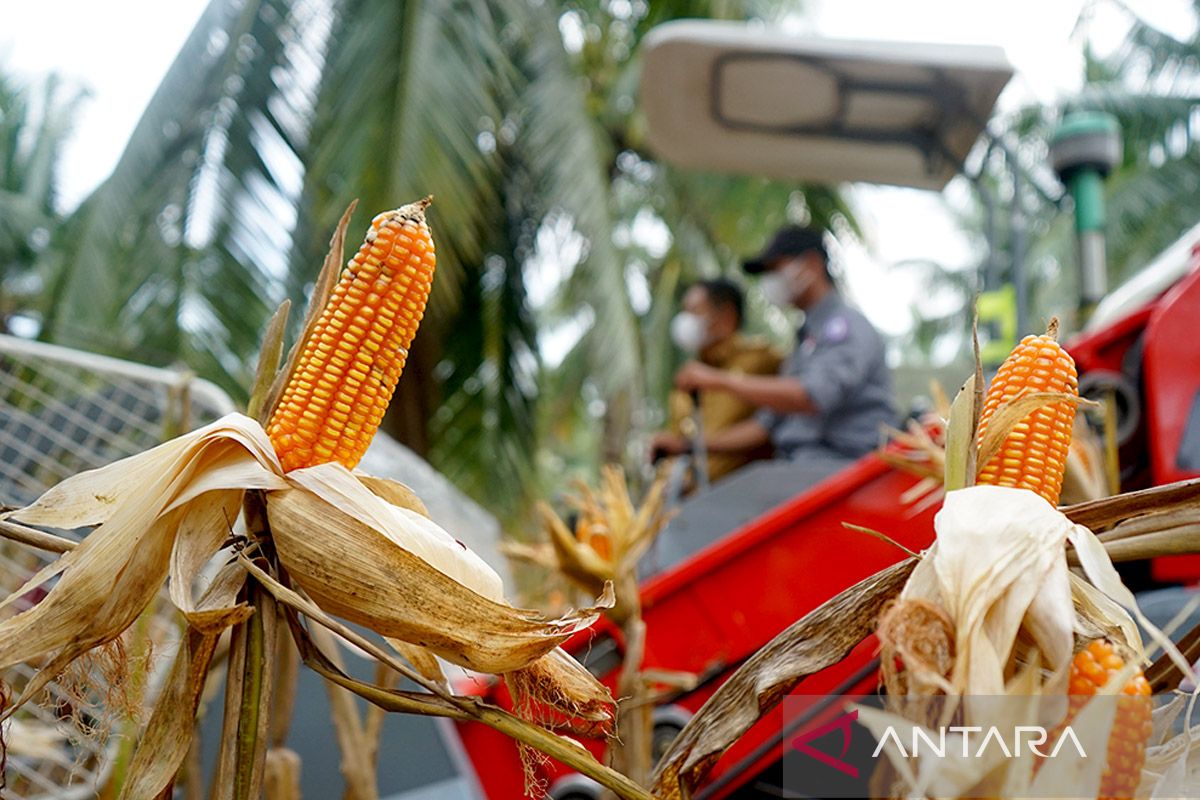 Peneliti Ahli BPTP Gorontalo uraikan tahapan penting pascapanen jagung