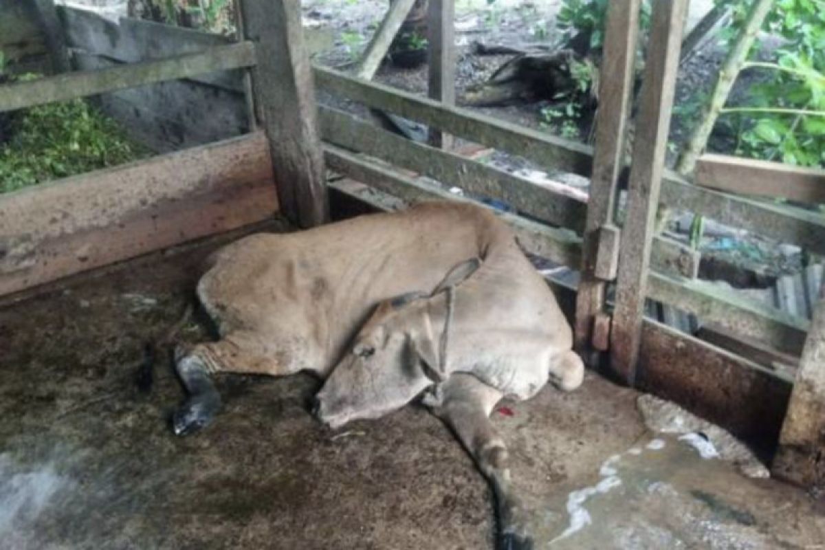 Waduh, 12 sapi bantuan Baznas Siak terjangkit  penyakit mulut dan kuku