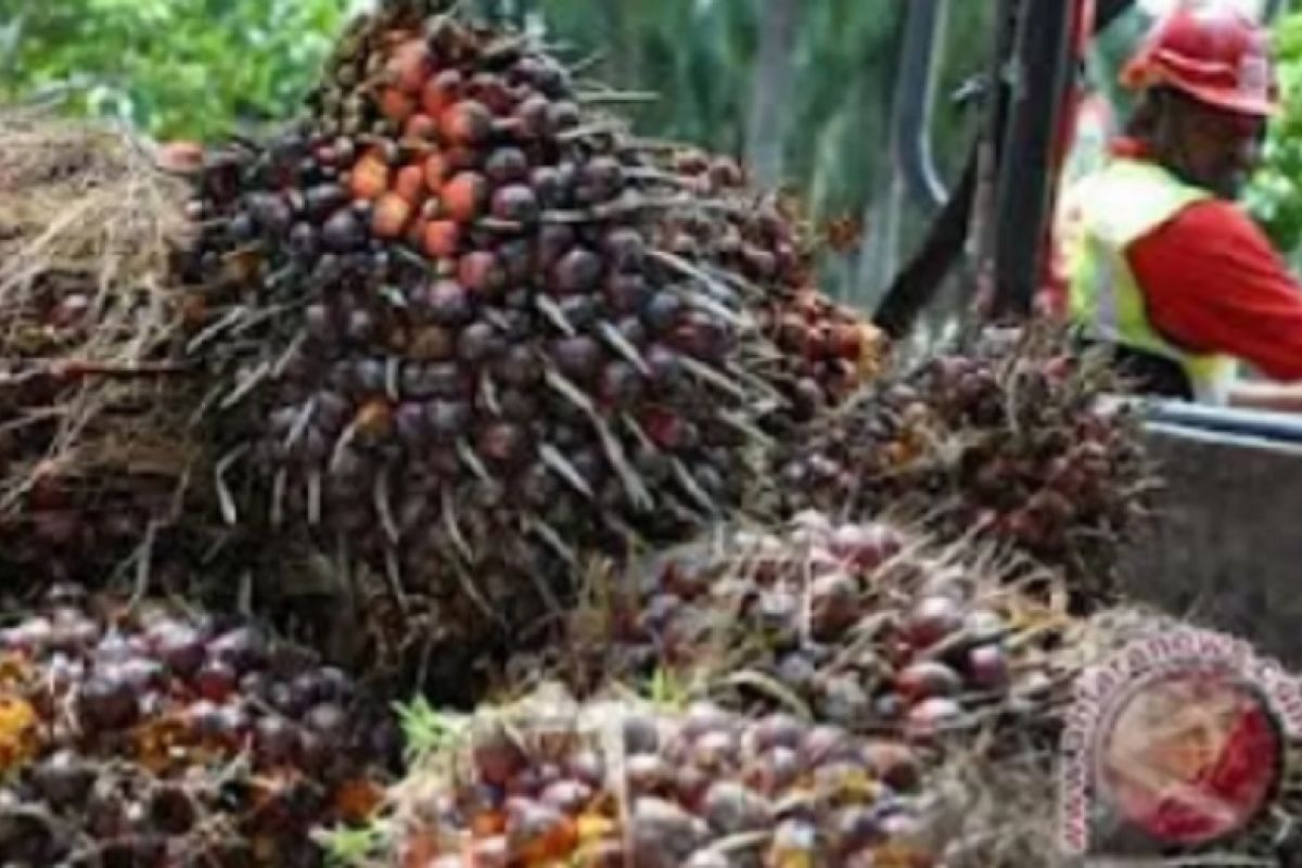 Harga TBS naik, Petani Sawit di Abdya kembali bergairah